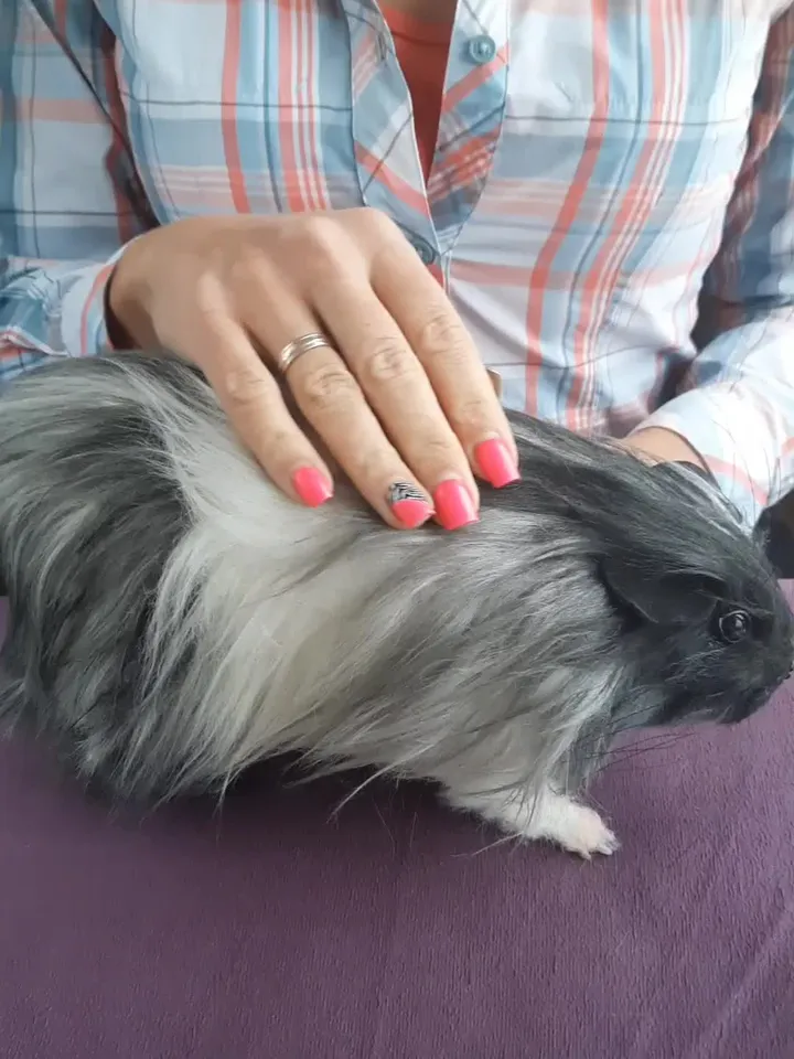 Guinea pig Tuffy .Plush animals. Ooak toy. Guinea pig stuffed toy