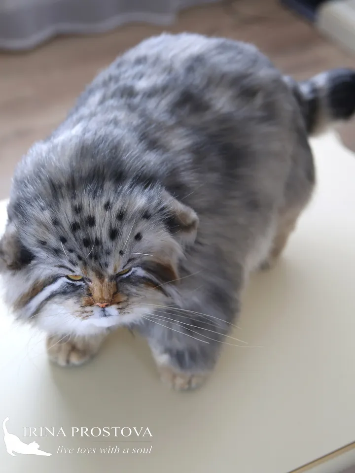 Pallas cat realistic plush animals. Ooak toy. Realistic manul stuffed toy