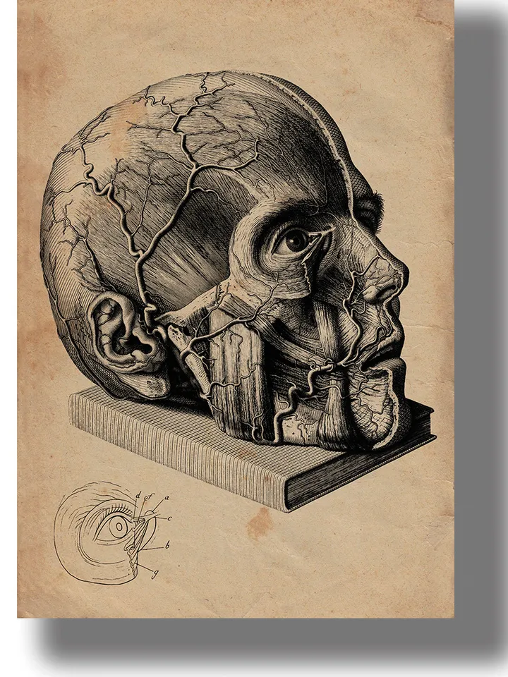 Anatomy of the face.