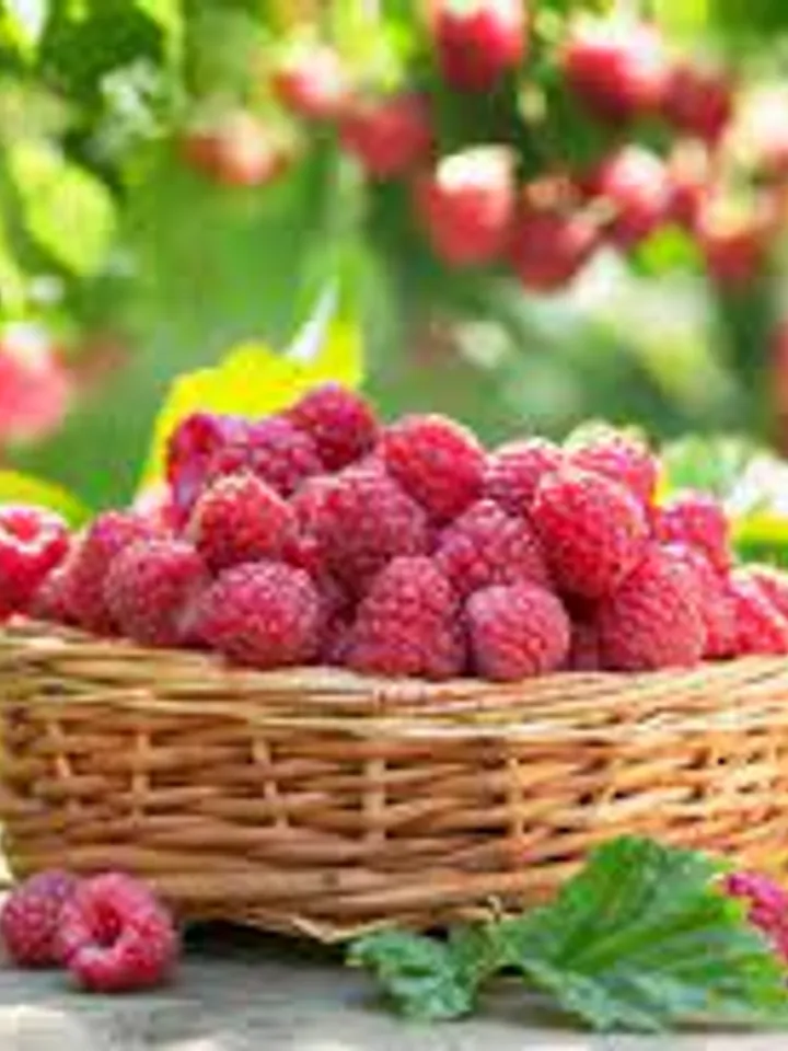 Dried Forest Raspberries, 1000gr.(35.27oz)