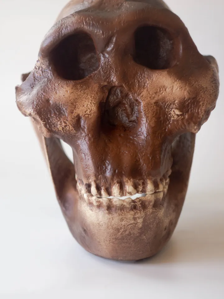 Australopithecus Boisei Skull Replica, Full-size 3d printed Hominid Skull, Museum Quality Anthropology Model, Real Fossil Scan