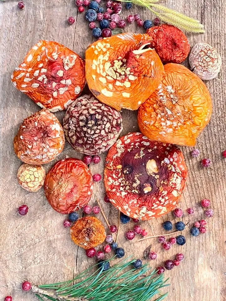 Dried Fly Agaric Red Medicilan Mushroom
