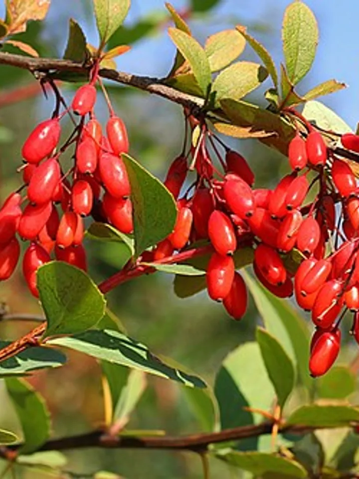 Dried Barberry, 1000gr.(35.27oz)