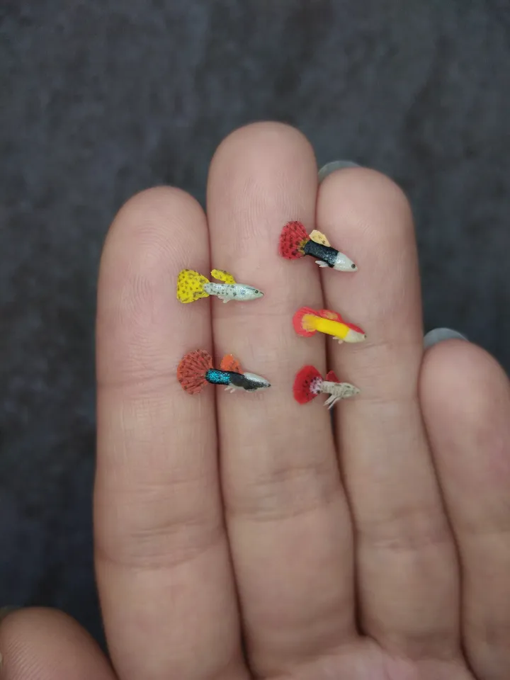 Miniature clay Guppy fish 10 pcs, tiny fish for diorama, dollhouse or resin art