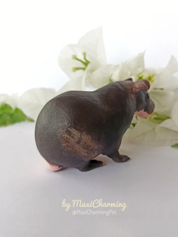 Custom Hairless skinny Guinea pig