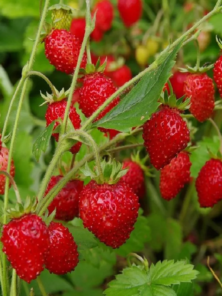 Dried Strawberries, 1000gr.(35.27oz)