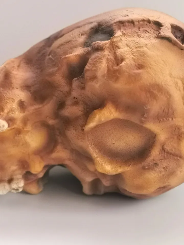 Homo Neanderthal from Teshik-Tosh Skull Replica, Prehistoric Fossil Collection, Realistic Hominid Skull, Museum Quality