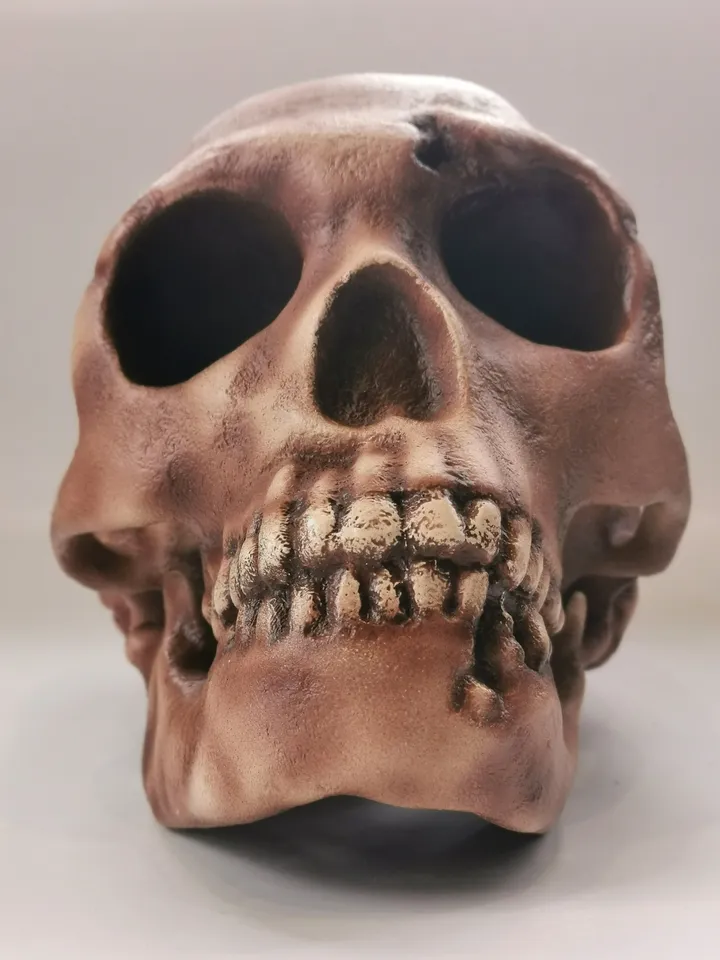 Homo Neanderthal Skull Replica, Prehistoric Fossil Collection, Realistic Hominid Skull