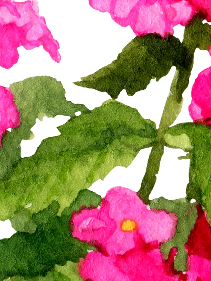 Watercolor botanical clipart, Bright pink flowers in a pot, 2 Digital files PNG and JPEG on transparent and white background, Flower clipart for garden design