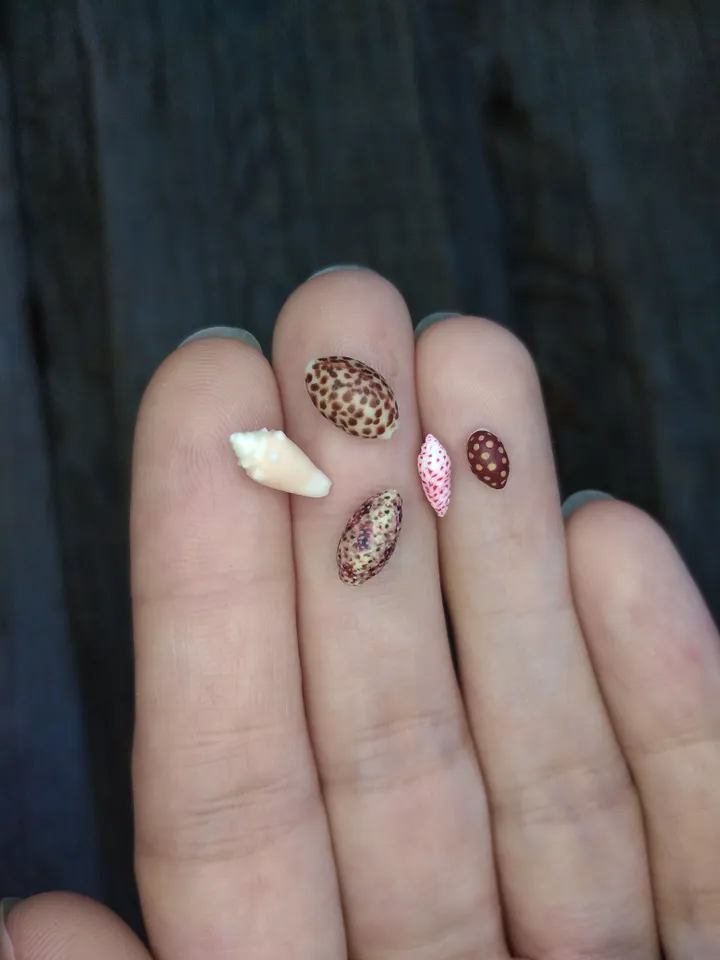Set of miniature clay seashells, tiny animal for diorama, dollhouse or resin art