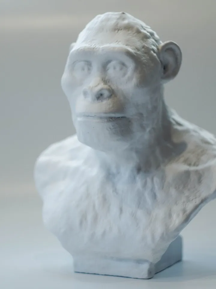 Australopithecus Africanus resin bust statue, Museum Quality Anthropology Model for Study