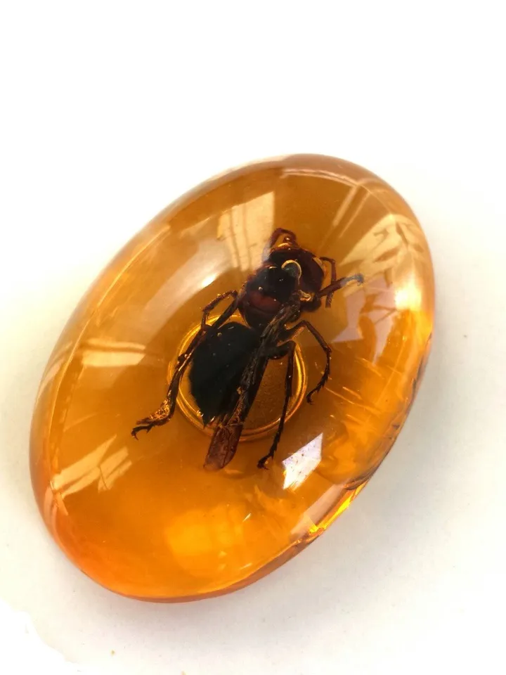 Real Bee Insect in Amber Epoxy Resin Cabochon for Crafts make jewelry Home Decor Fridge Magnet Small Gift for Kids teenager