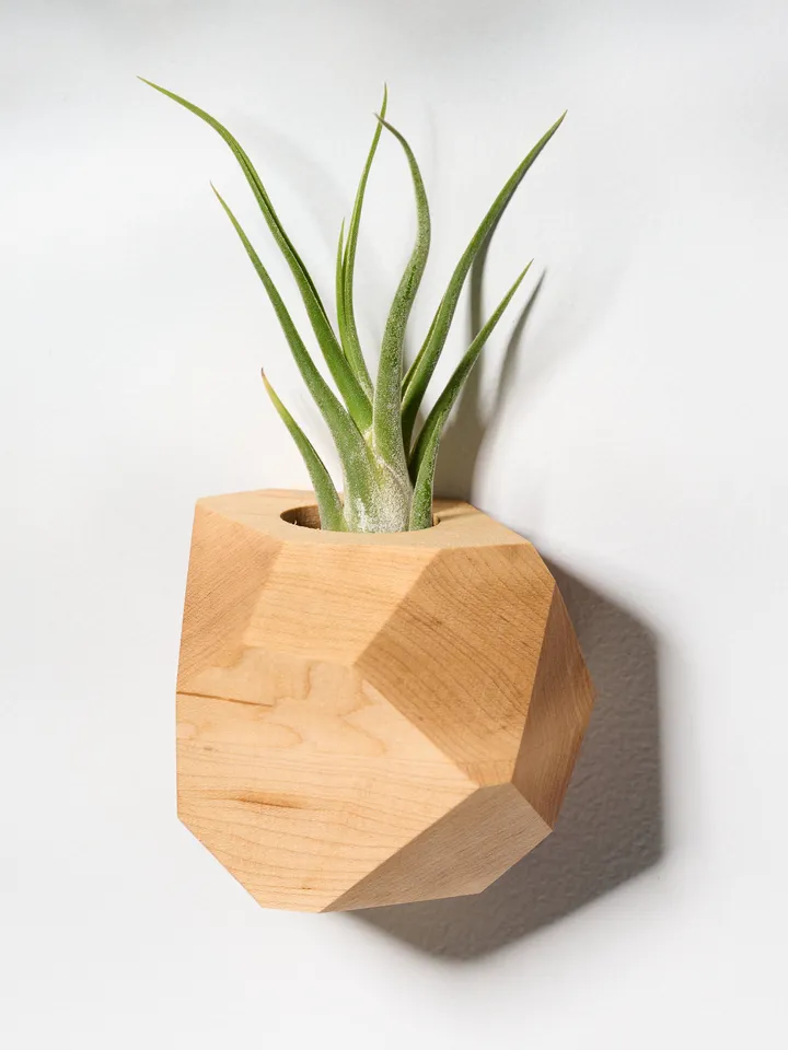 Set of 4 Maple Geometric Air Plant Holder