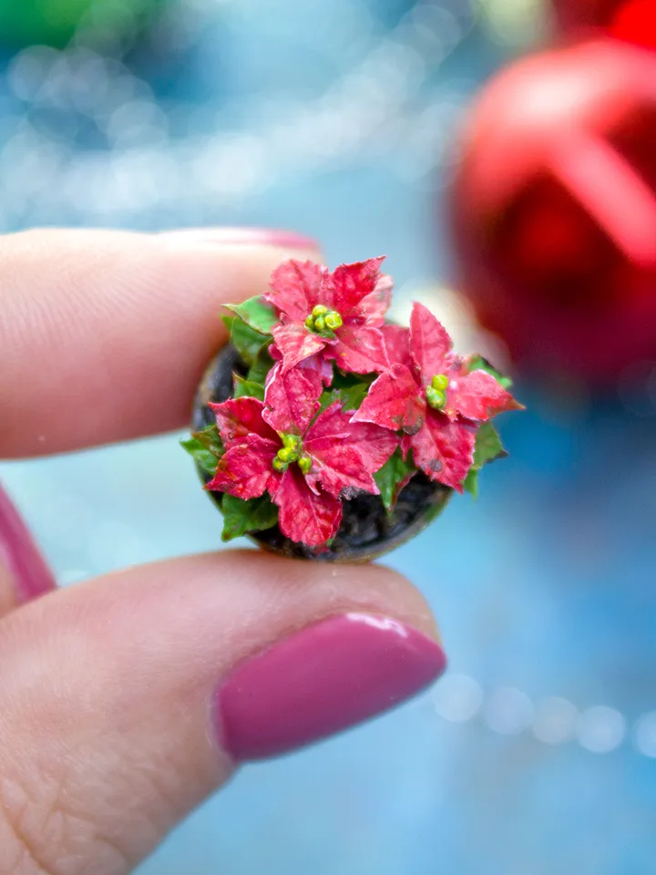 Miniature poinsettia in a ceramic pot 2