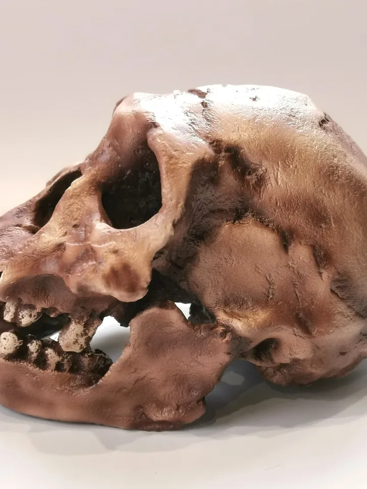 Homo Erectus Georgicus Skull Replica, Prehistoric Fossil Collection, Realistic Hominid Skull