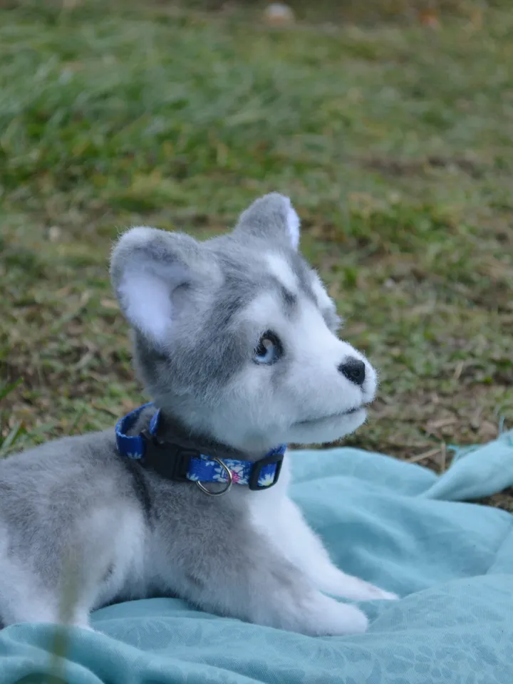 Husky puppy
