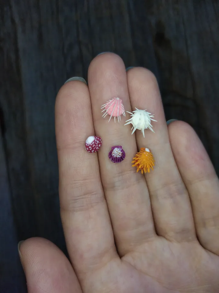 Set of miniature clay seashells, tiny animal for diorama, dollhouse or resin art