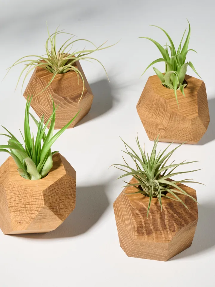 Set of 4 White Oak Geometric Air Plant Holder