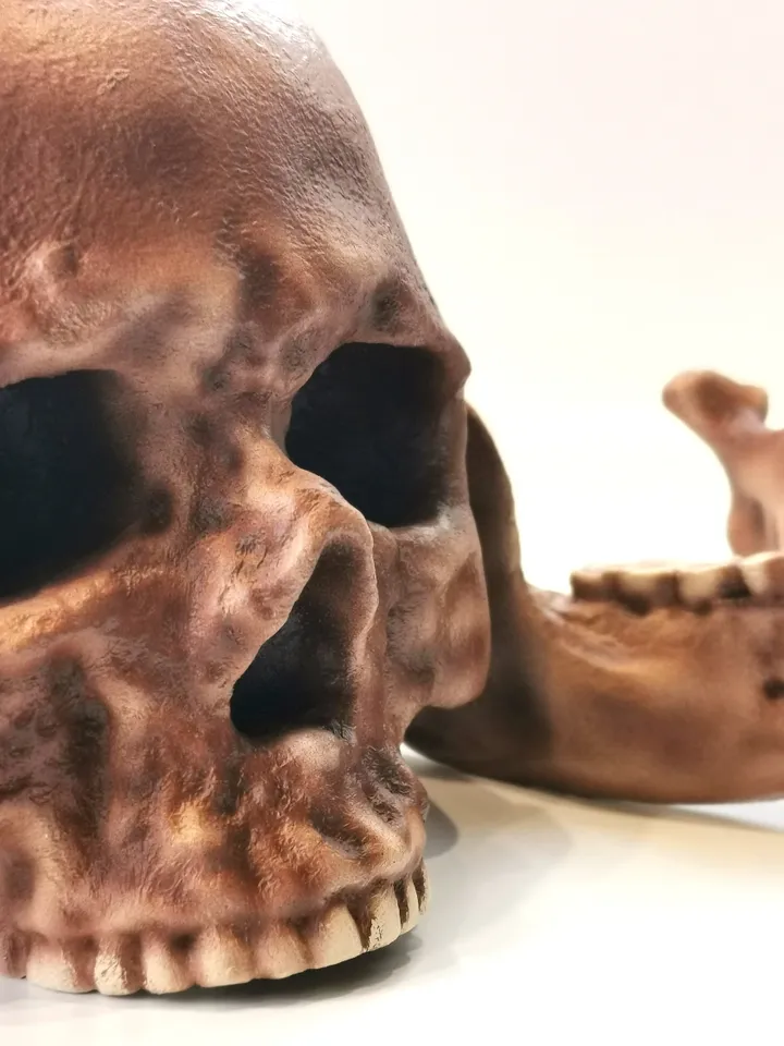 Homo Sapiens Cro-Magnon Skull Replica, Prehistoric Fossil Collection, Realistic Hominid Skull, Museum Quality
