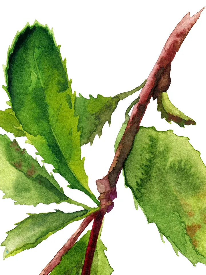 FREE clipart Barberry branch with berries Botanical illustration Watercolor digital File Art print Clipart with berries Large poster