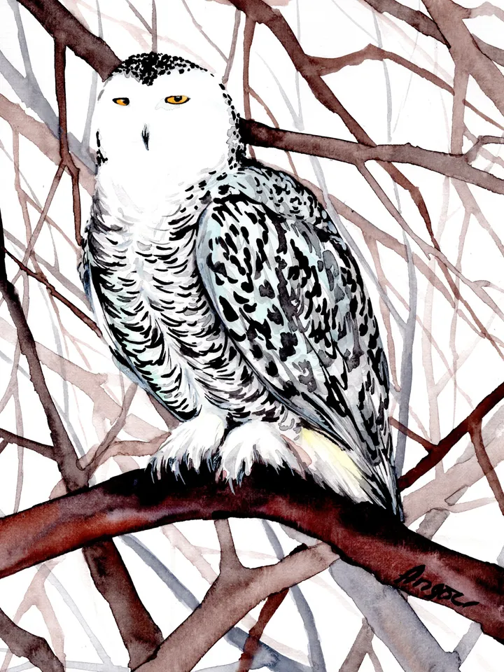 White Owl Original watercolor, bird painting, wall decor, birds lover gift, 8x11 in handmade art by Anne Gorywine