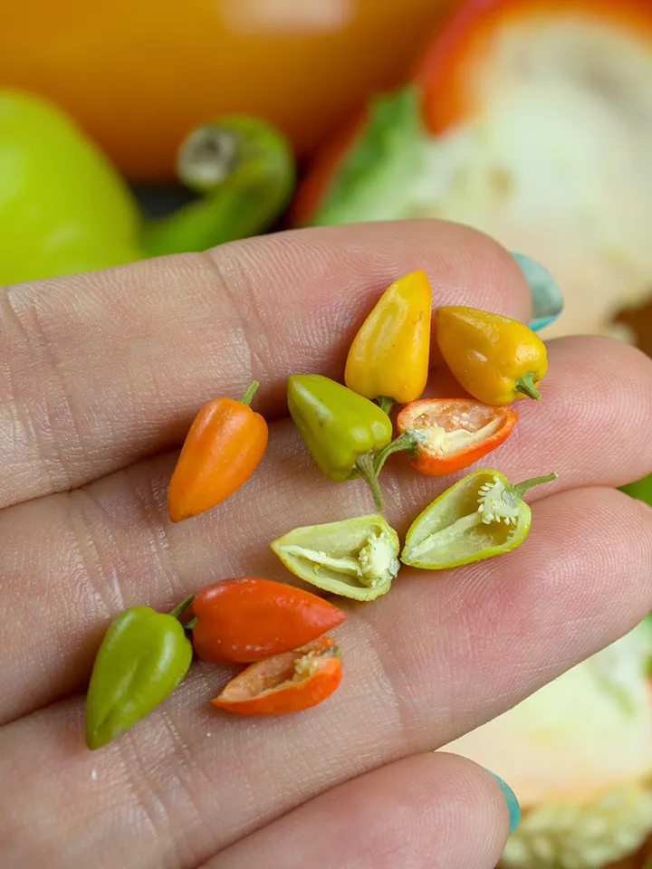 TUTORIAL Miniature pepper with polymer clay