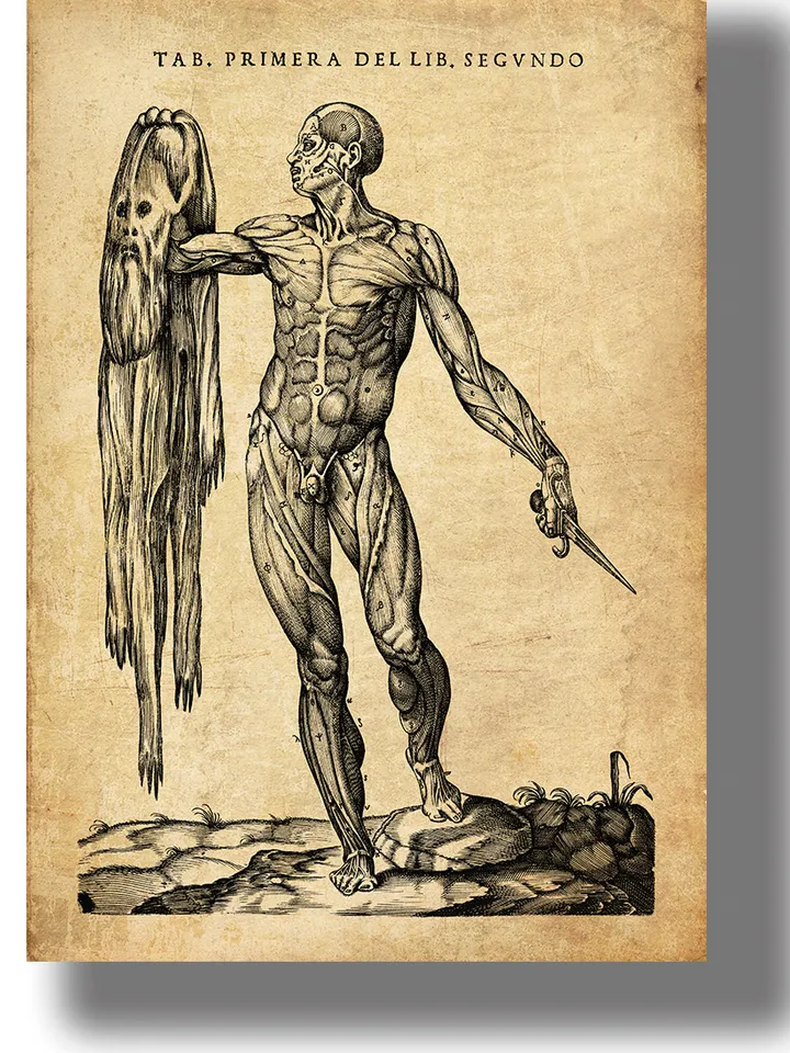 Man without skin. Reproduction from an old anatomical atlas.