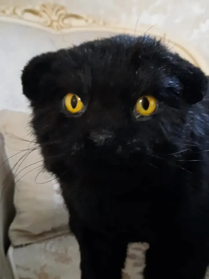 Cat May realistic plush toy. Ooak doll. Art doll animalal