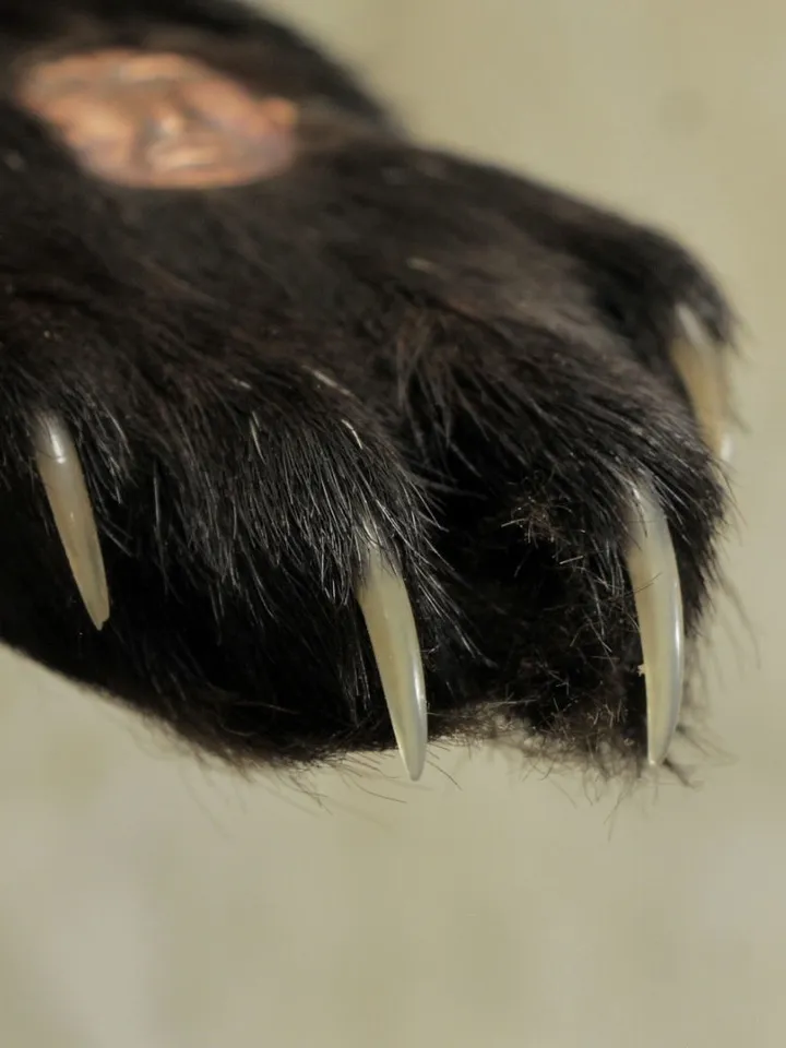 Magic doll. Wolverine's paw.