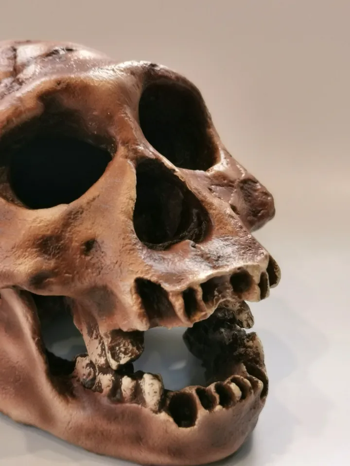 Homo Erectus Georgicus Skull Replica, Prehistoric Fossil Collection, Realistic Hominid Skull
