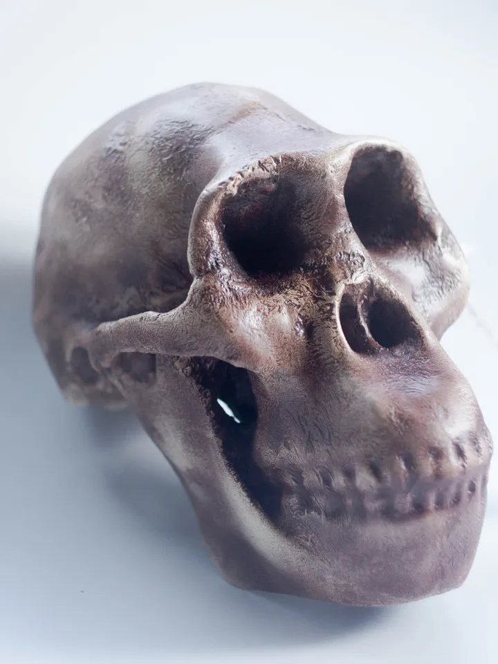 Australopithecus africanus Skull Replica, Prehistoric Fossil Collection, Realistic Hominid Skull, Museum Quality
