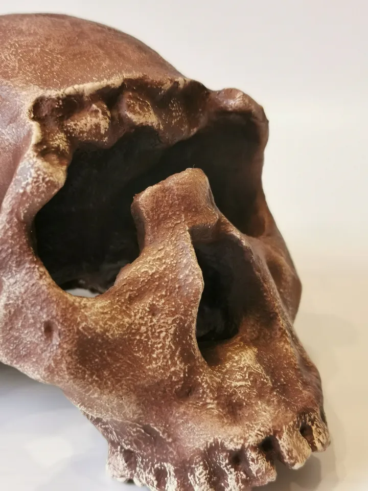 Homo Ergaster Skull Replica Turkana Boy, Prehistoric Fossil Collection, Realistic Hominid Skull, Museum Quality