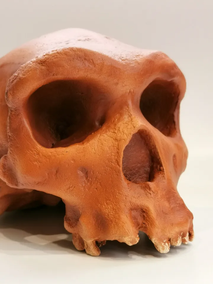 Homo Heidelbergensis Rhodesian Man Skull Replica, Prehistoric Fossil Collection, Realistic Hominid Skull, Museum Quality