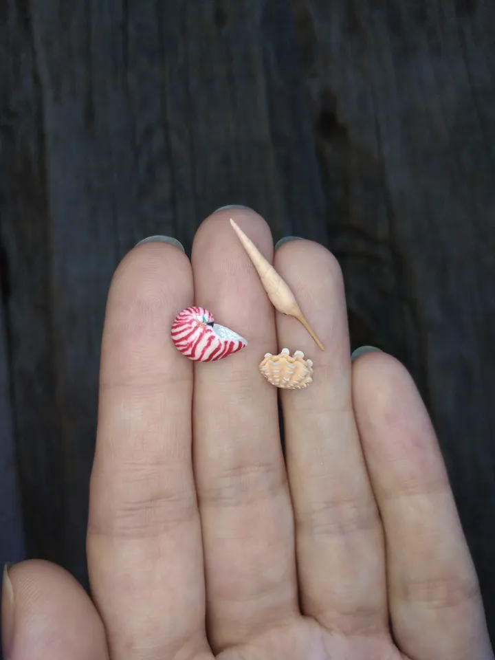 Set of miniature clay seashells, tiny animal for diorama, dollhouse or resin art