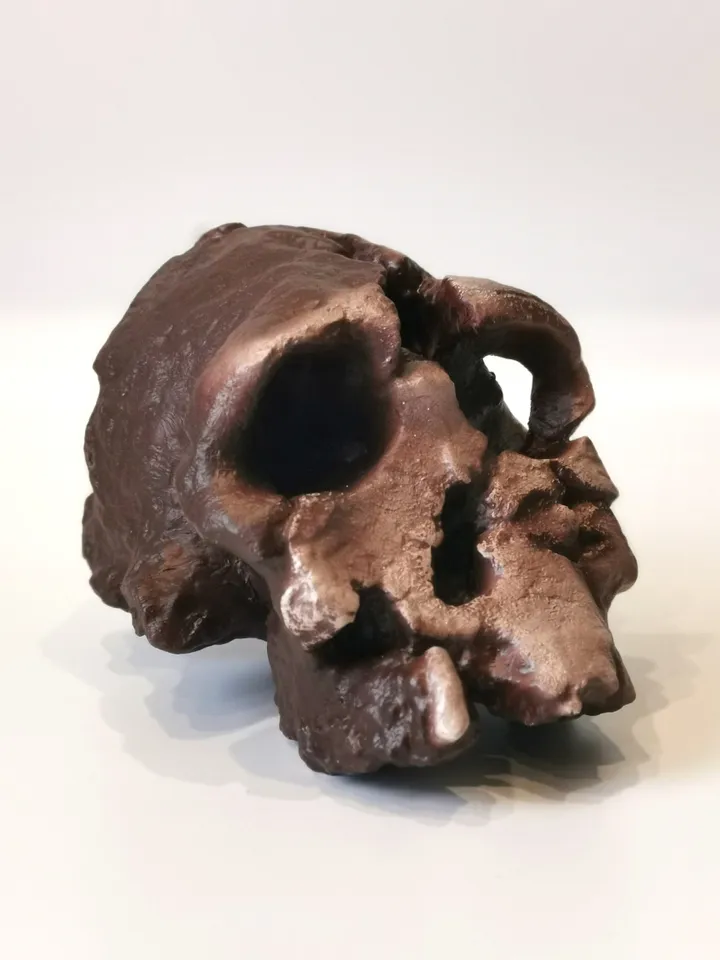 Kenyanthropus Platyops Skull Replica, Prehistoric Fossil Collection, Realistic Hominid Skull, Museum Quality