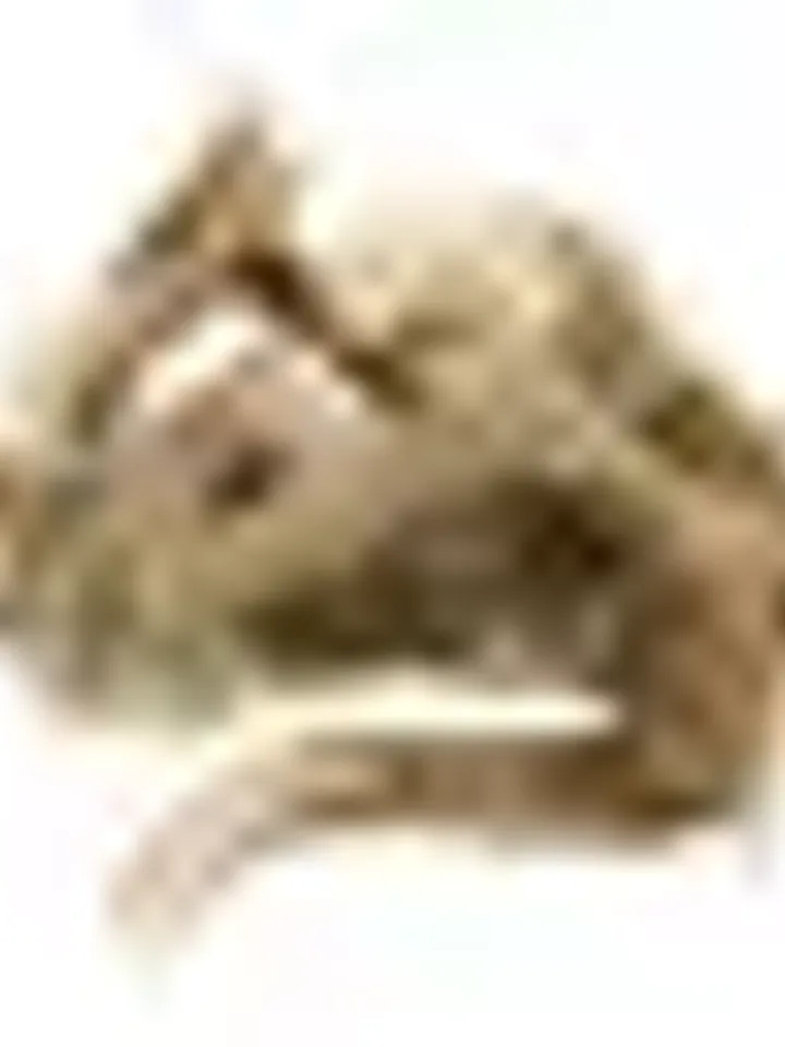 Eleutherococcus root, 50g