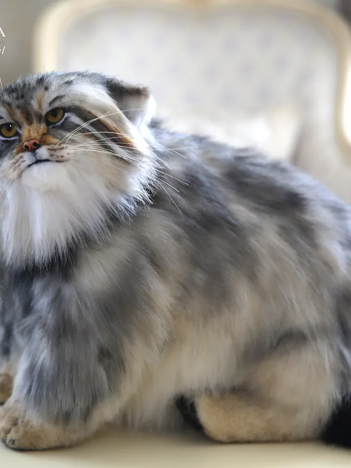 Pallas cat realistic plush animals. Ooak toy. Realistic manul stuffed toy