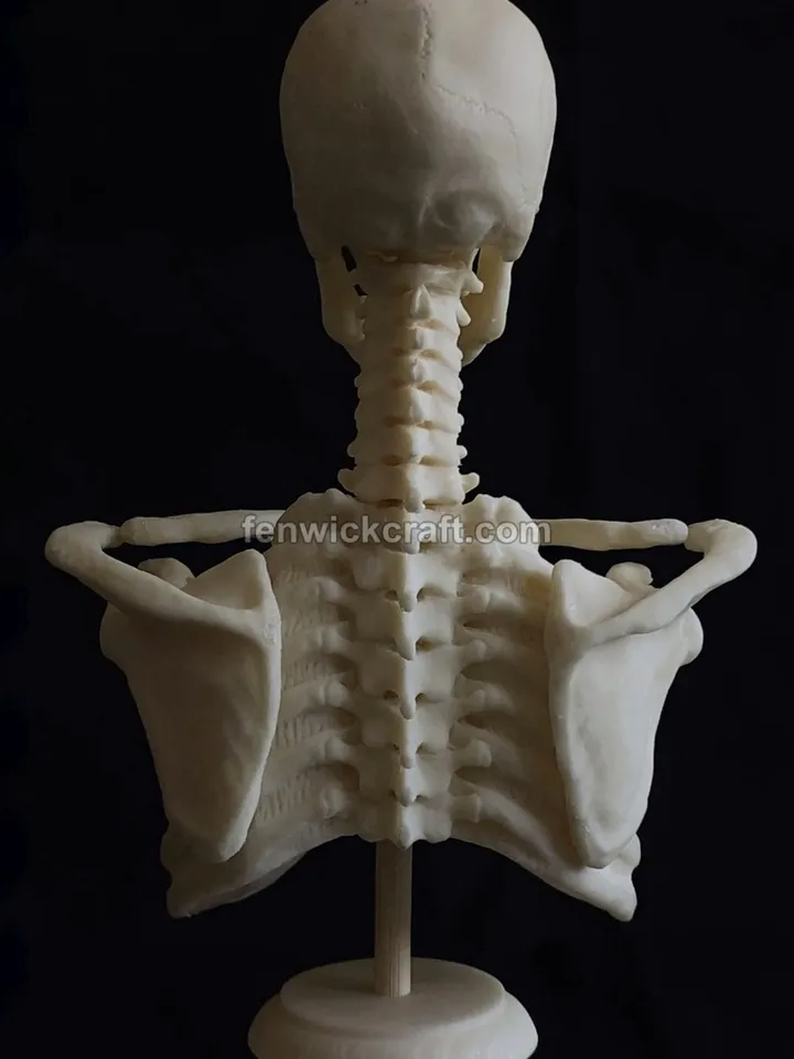 Skeleton Anatomy Bust made of plastic / Bust has movable Elements