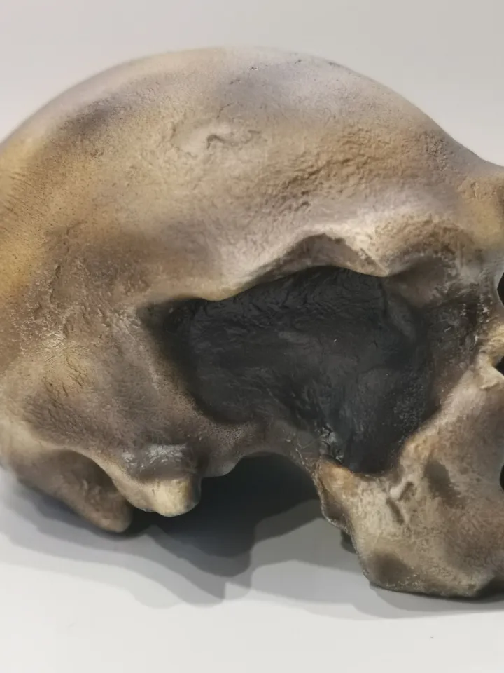 Homo Neanderthal from Monte Circeo 1 Skull Replica, Prehistoric Fossil Collection, Realistic Hominid Skull, Museum Quality