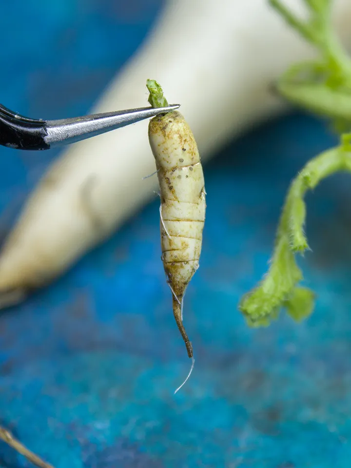 TUTORIAL Miniature daikon with polymer clay
