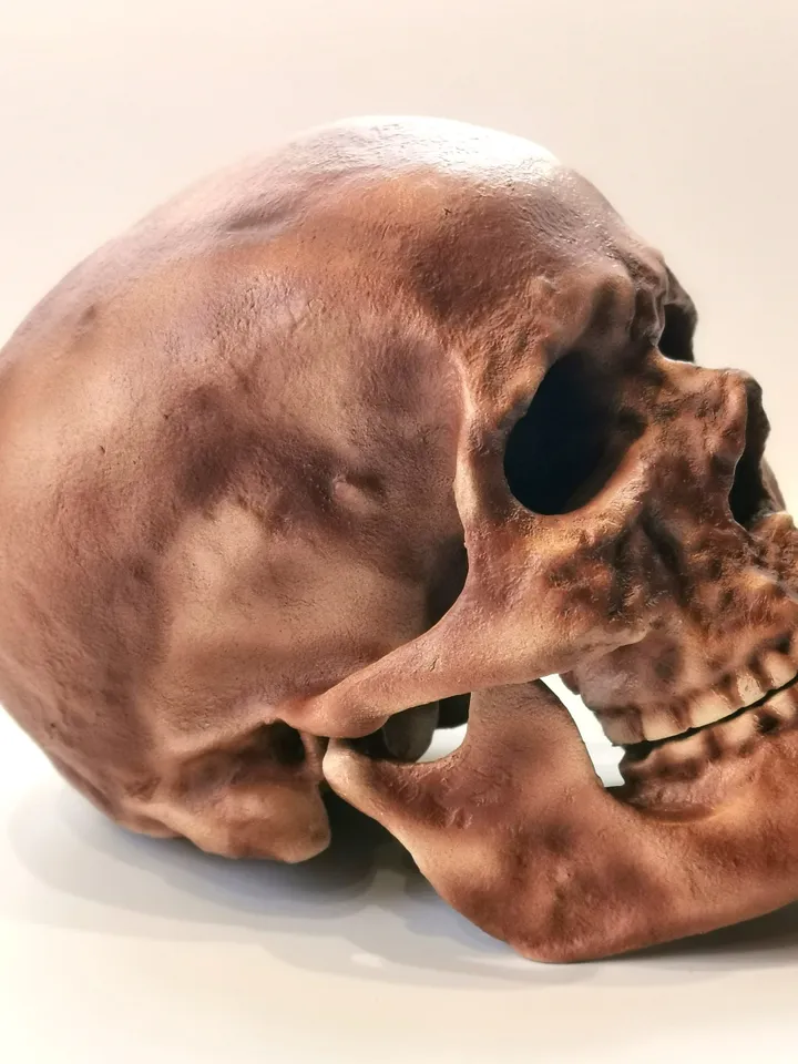 Homo Sapiens Cro-Magnon Skull Replica, Prehistoric Fossil Collection, Realistic Hominid Skull, Museum Quality