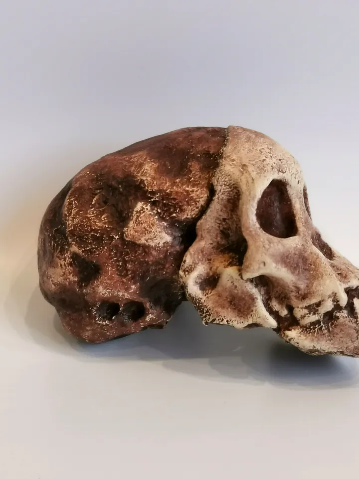Taung Child Australopithecus Africanus Skull Replica, Prehistoric Fossil Collection, Realistic Hominid Skull, Museum Quality