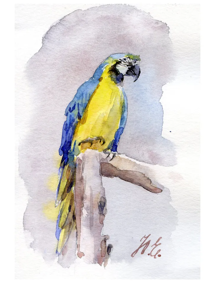 Parrot in watercolor Small original painting Watercolor postcard by Yulia Evsyukova