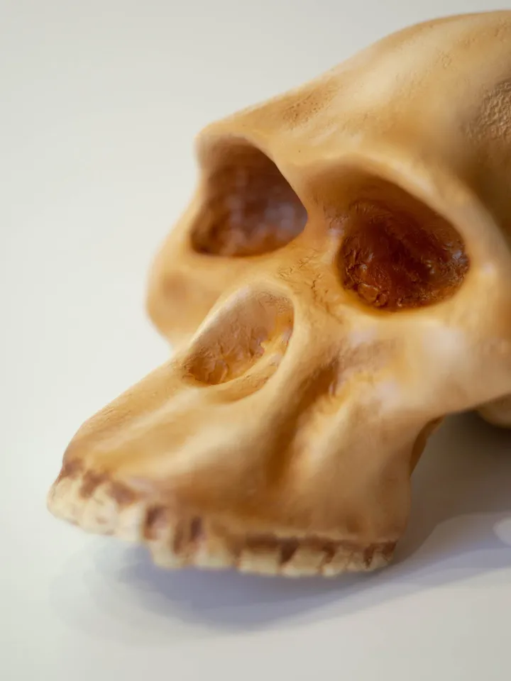 Australopithecus africanus Skull Replica, Prehistoric Fossil Collection, Realistic Hominid Skull, Museum Quality