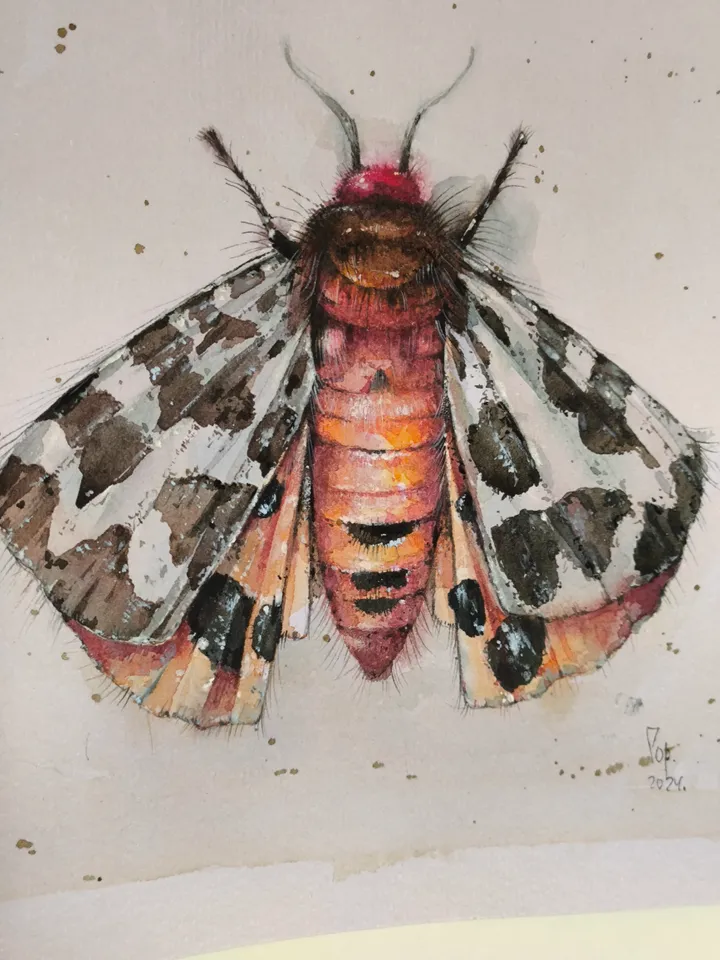 Moth watercolor