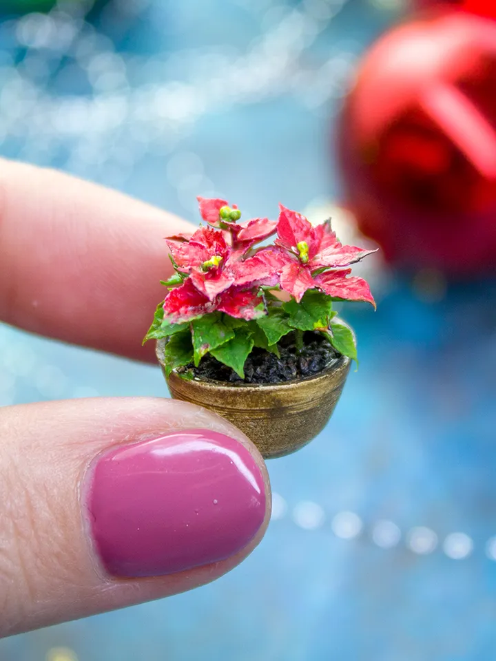 Miniature poinsettia in a ceramic pot 1