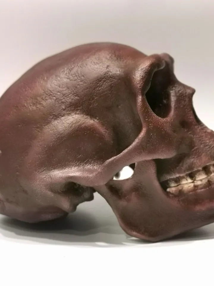Homo Erectus Pekinensis Skull Replica, Prehistoric Fossil Collection, Realistic Hominid Skull, Museum Quality