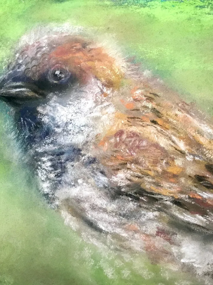Sparrow bird original soft pastel painting on cardboard,nature,birds paintings,small painting gift,home decoration.
