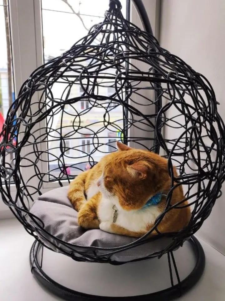 Cat chair Hanging Egg for pet Bed for cat