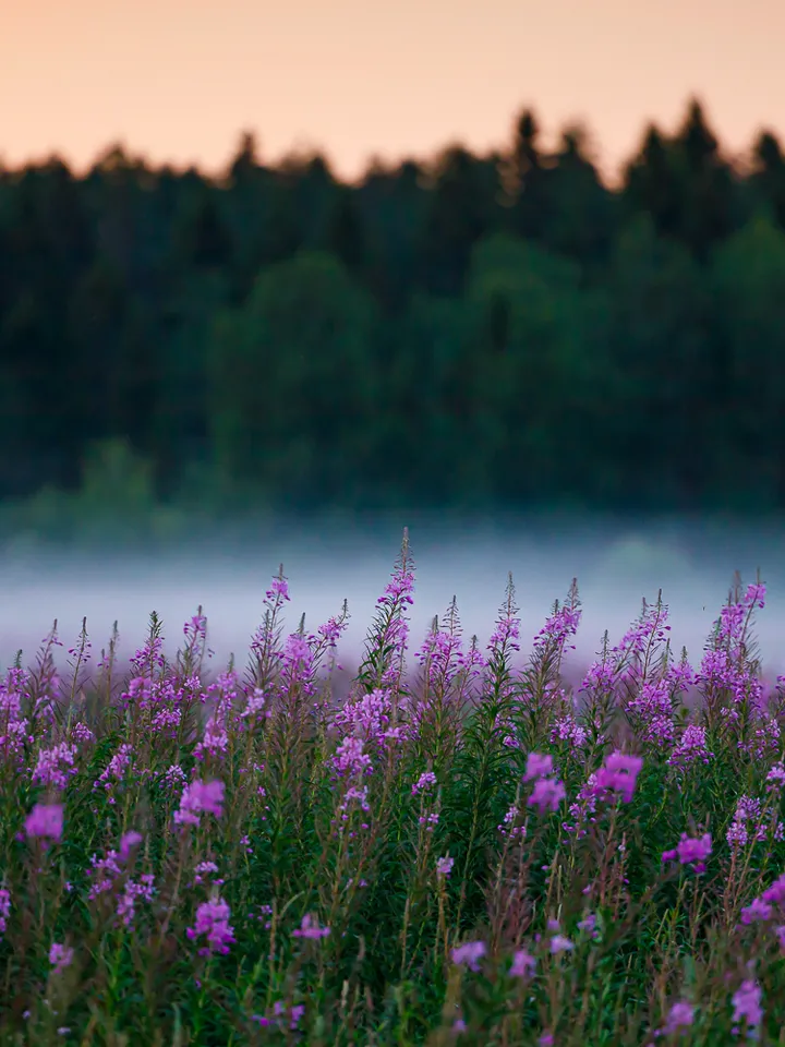 willow-herb (Ivan tea) fermented. Herbal tea Baikal